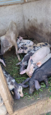 Neben Kühen und Hühnern gibt es auch Schweine