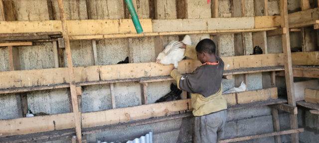 Hühner-Stall sauber machen und Eier suchen