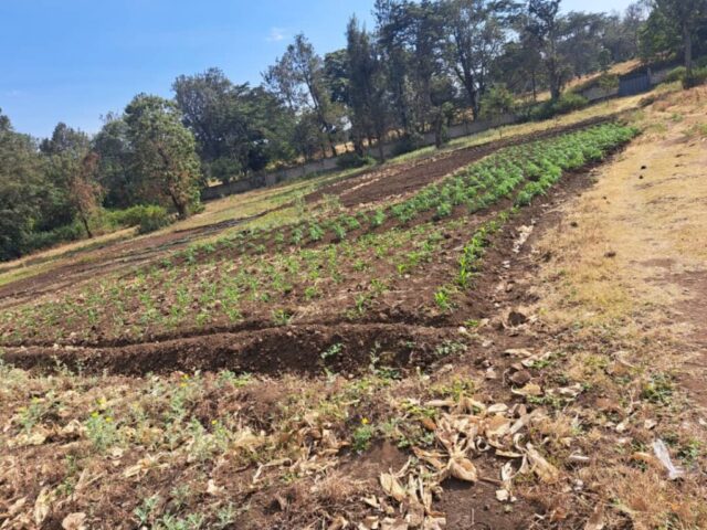 Neue Pflanzen wachsen für die Zukunft