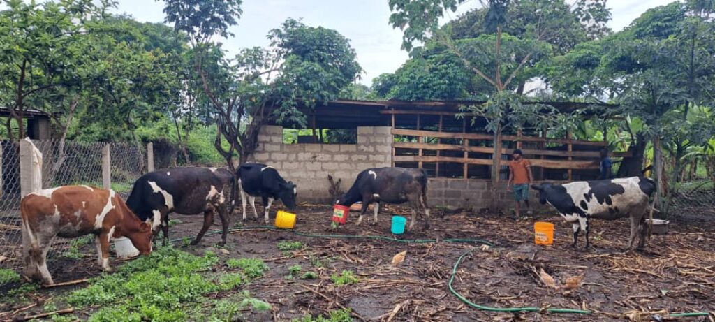 Neuer Freilaufzaun auf der Farm in Arusha mit Weidefläche und Tieren.