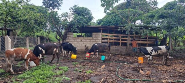 Projekt Kühe - endlich gibt es einen Zaun