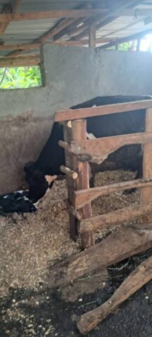 Ein neues Leben auf der Farm