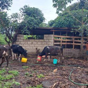 Neuer Freilaufzaun auf der Farm in Arusha mit Weidefläche und Tieren.